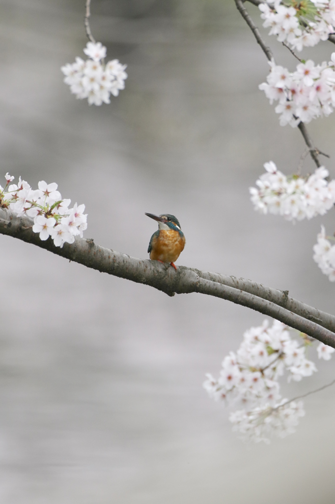 早朝の桜カワセミ１