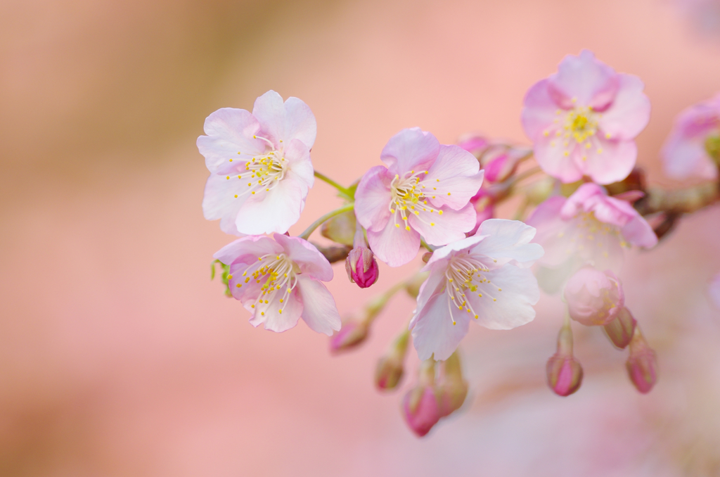 河津桜３