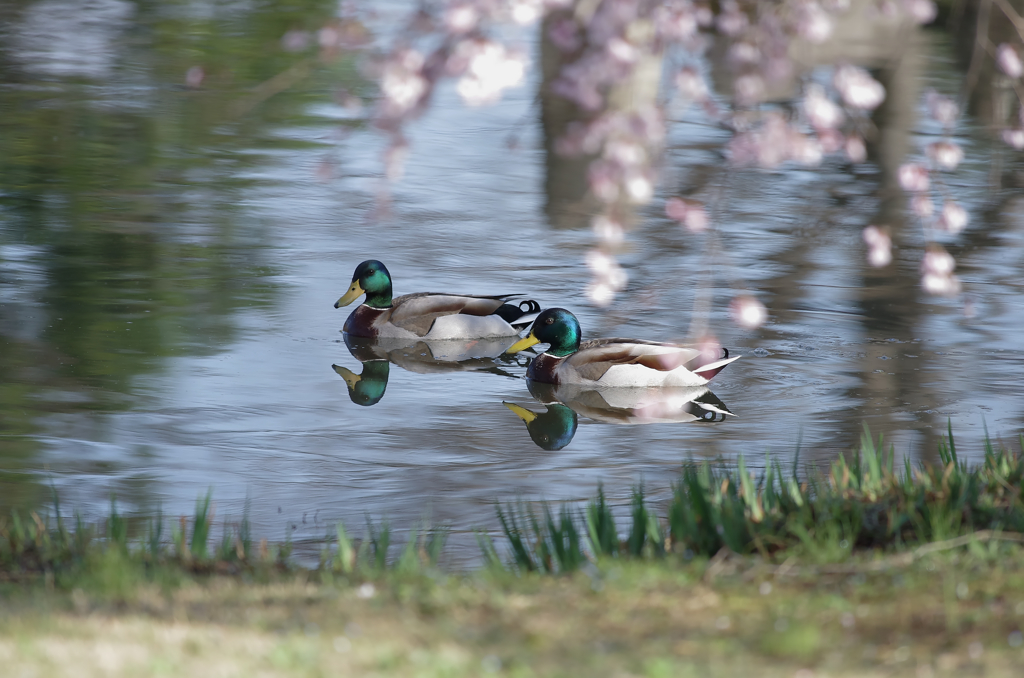 しだれ桜と２