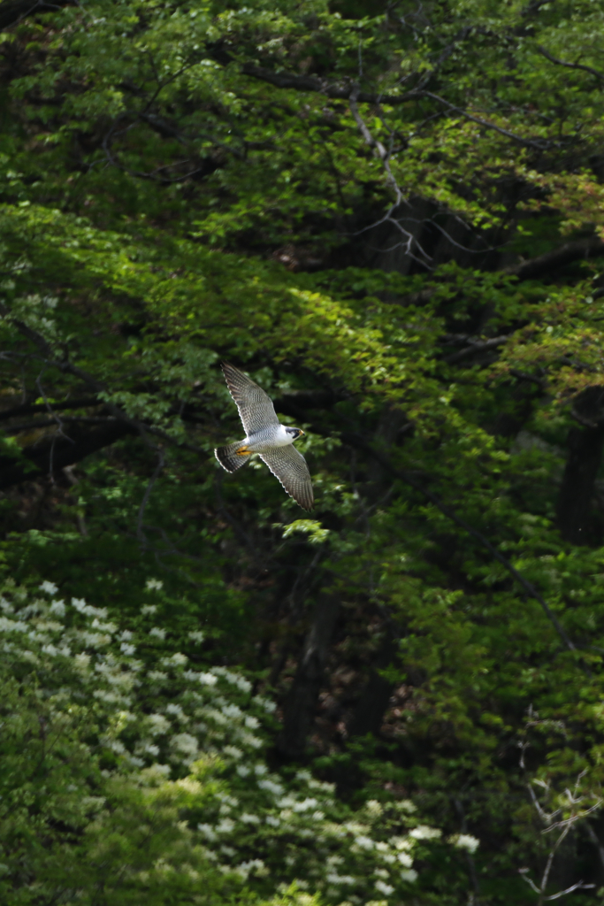 白いお花バックに飛ぶ