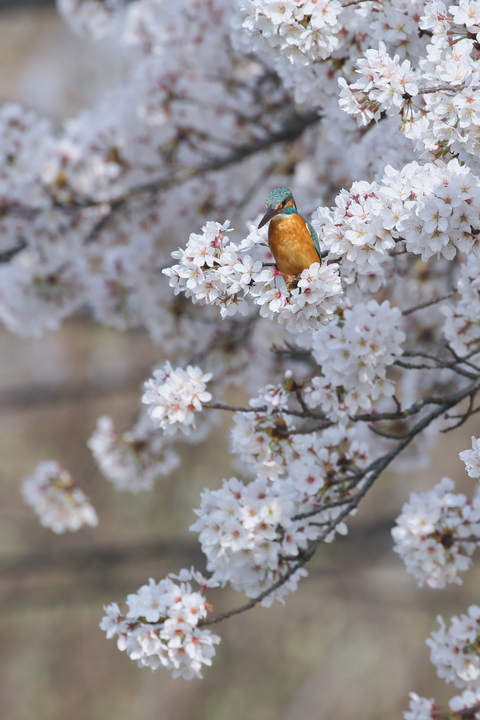 満開桜カワセミ