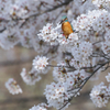 満開桜カワセミ