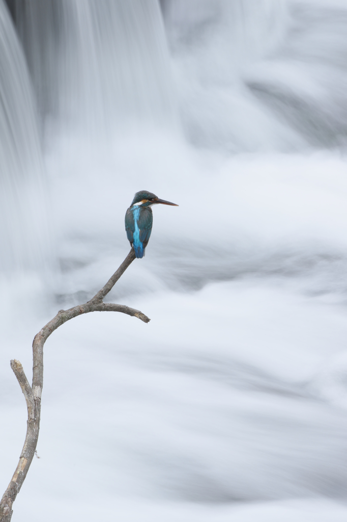 瀑布前のカワセミ君　２