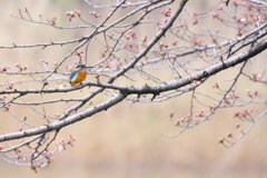 序章桜翡翠