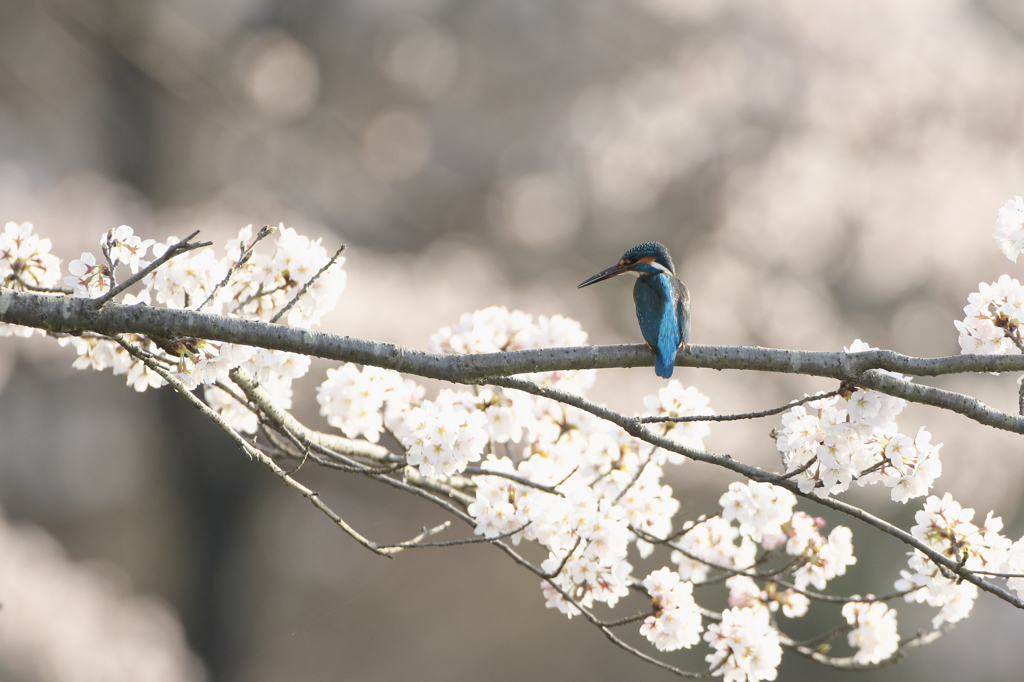 桜カワセミ２