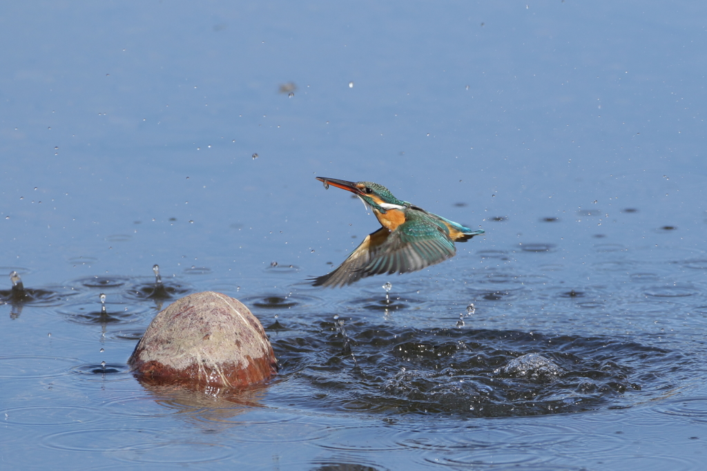 離水　前へならえ