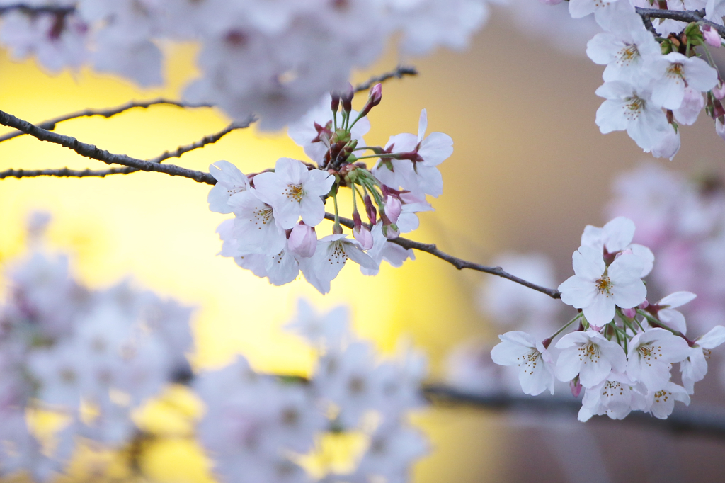 桜　その２