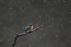 雪カワセミ　2015 -1