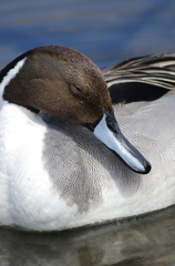 春眠暁を覚えず