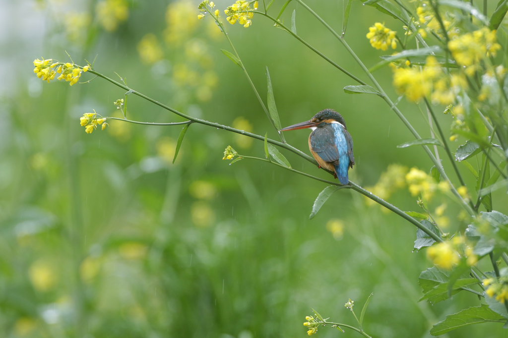 雨の菜の花どまり2015-1