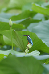 残念、クニャッと・・・・