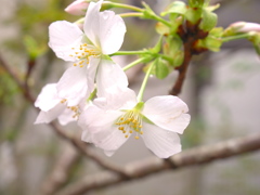 駿河台匂桜