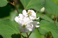 どくだみの花、だと思うのですが･･･