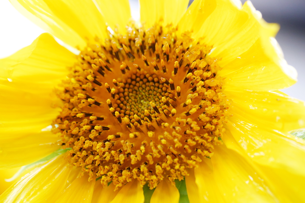 雨に濡れたひまわり