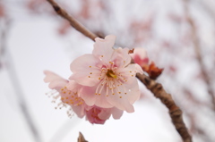 桜開花