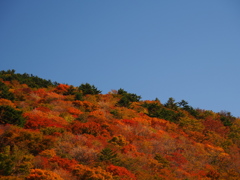 紅葉に染まる