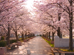 桜並木
