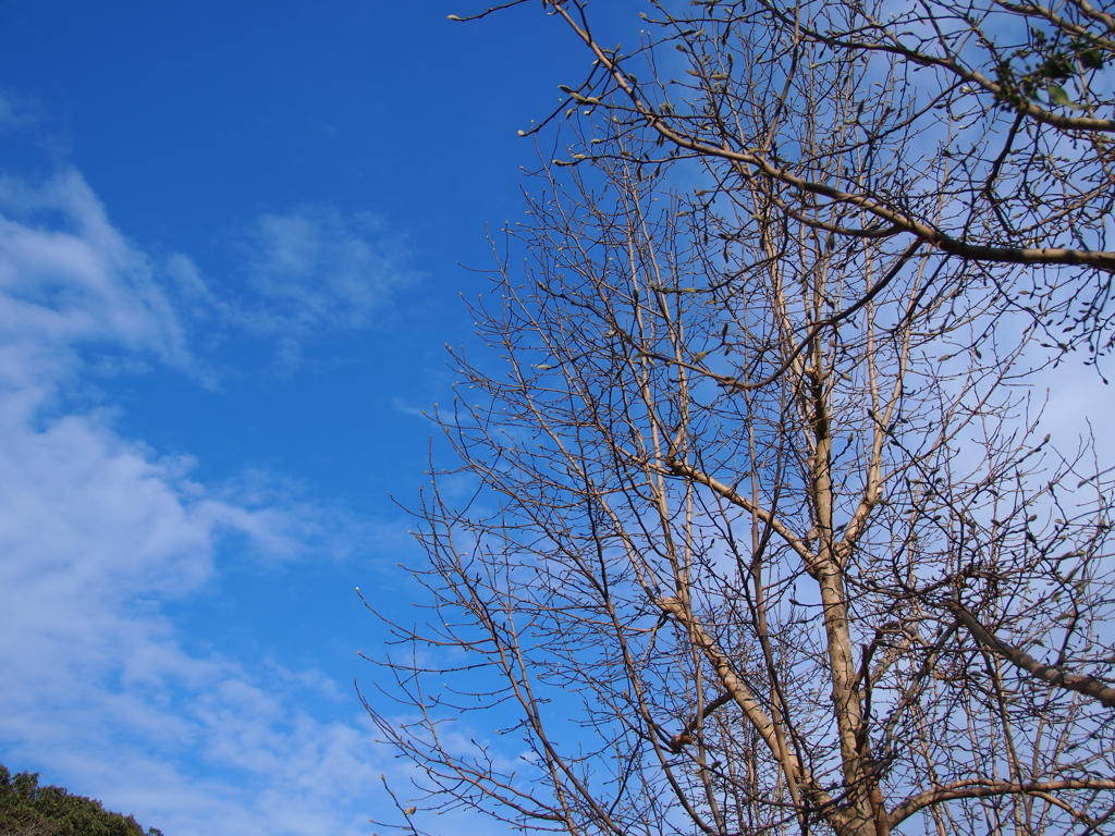 春待ち－青空とネコヤナギ－