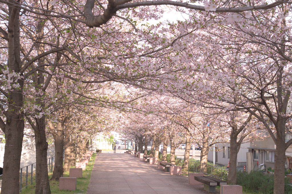 桜並木