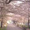 桜並木