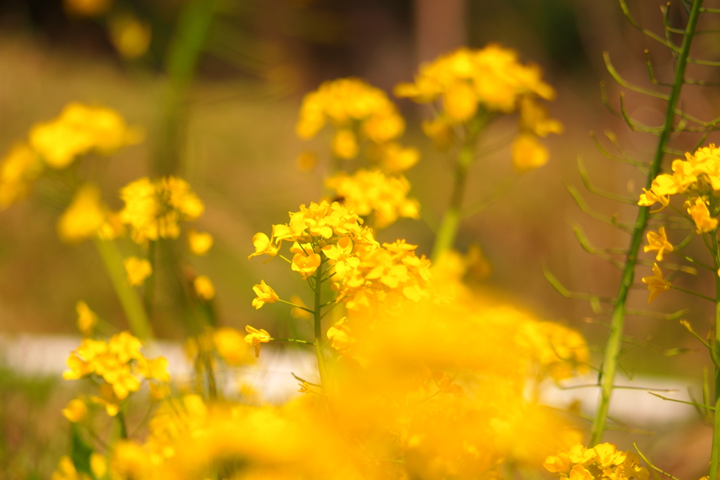 菜の花