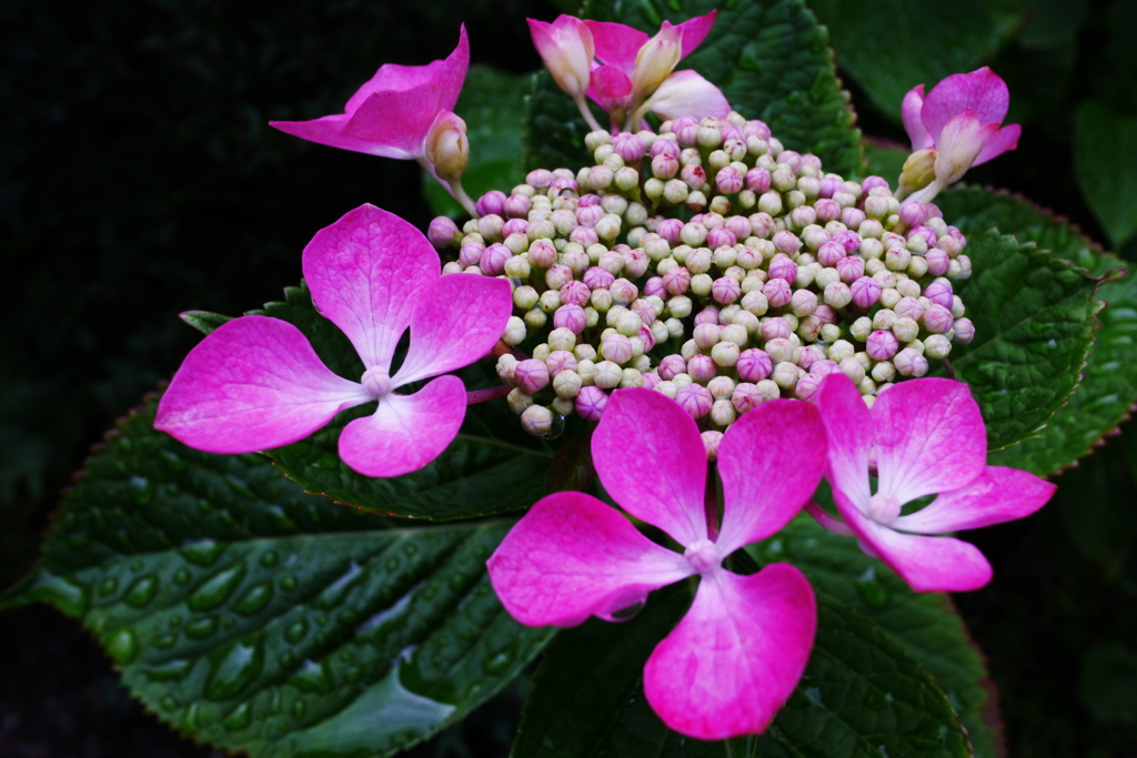 紫陽花