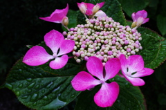 紫陽花