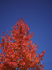 青空と紅葉