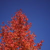 青空と紅葉