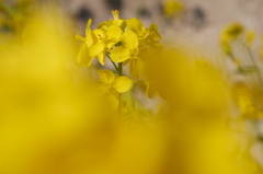菜の花満開
