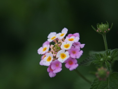 路傍の花