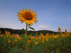 太陽に向かって