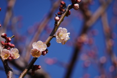 白梅