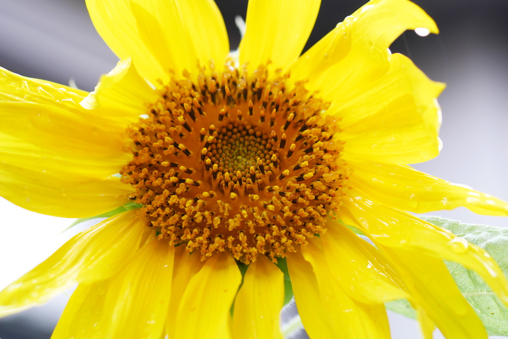 雨に濡れるひまわり