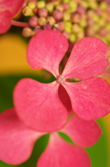 あじさいの花びら
