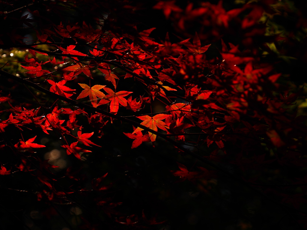 燃える紅