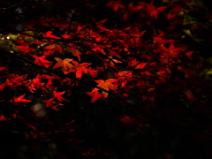 燃える紅