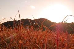 草原に沈む夕日