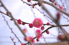 春はもうすぐ