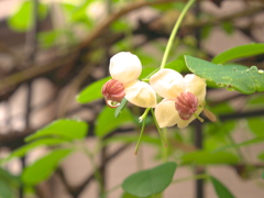 雨に濡れるアケビの花