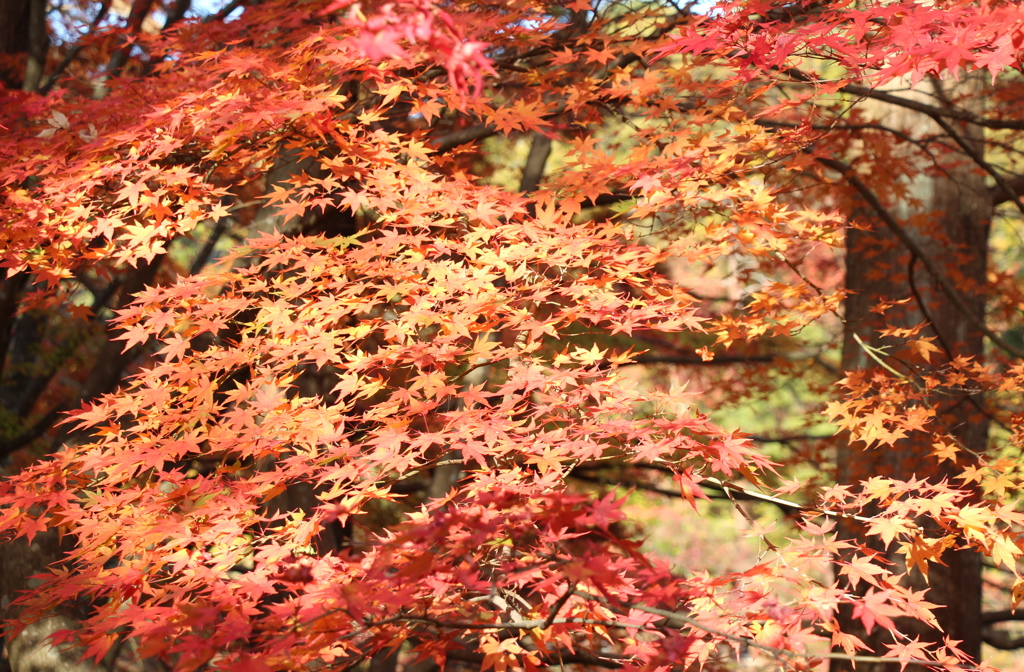 神戸市立森林植物園④