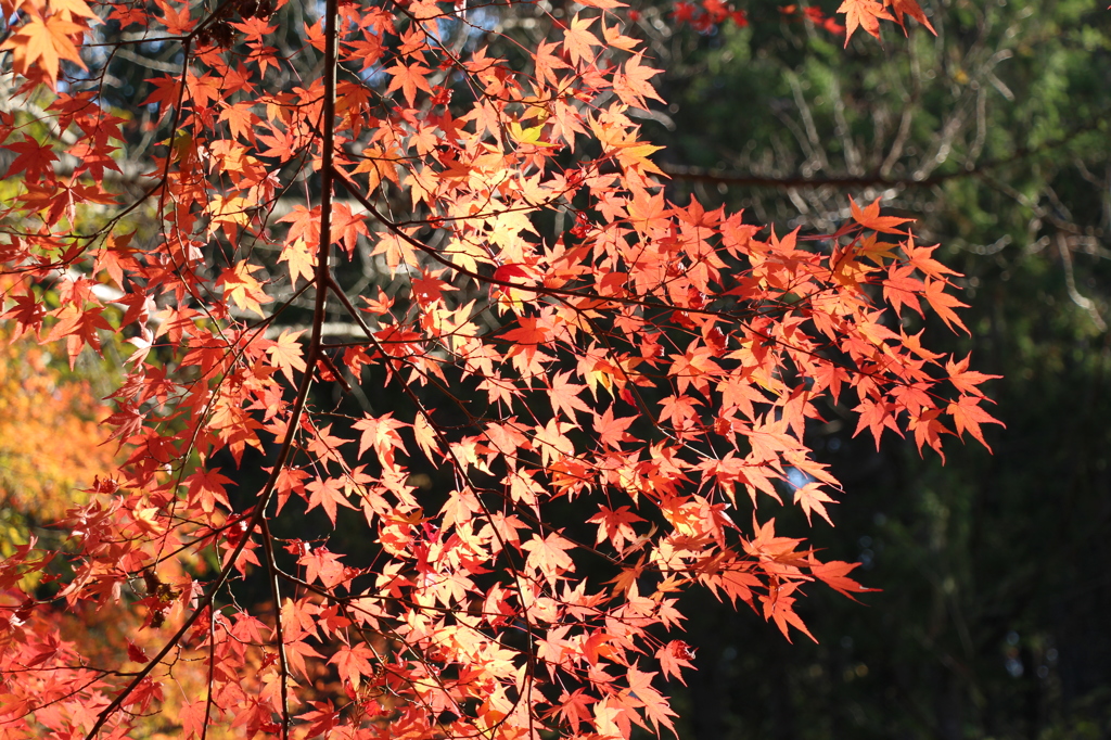神戸市立森林植物園②