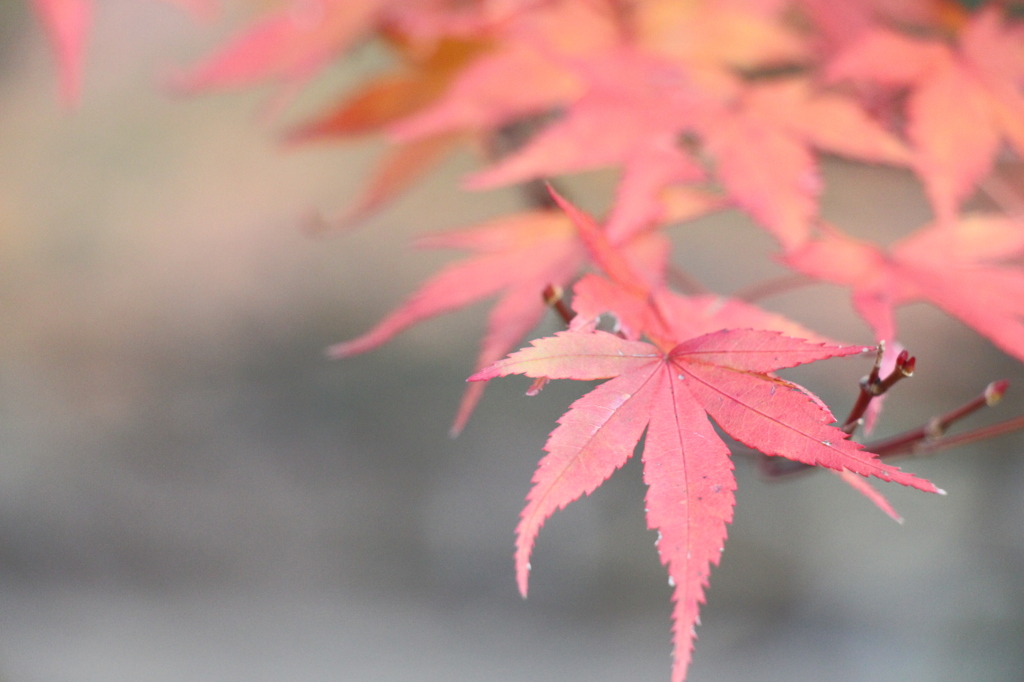 神戸市立森林植物園①