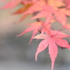 神戸市立森林植物園①