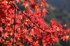 鞍馬紅葉①