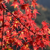 鞍馬紅葉①