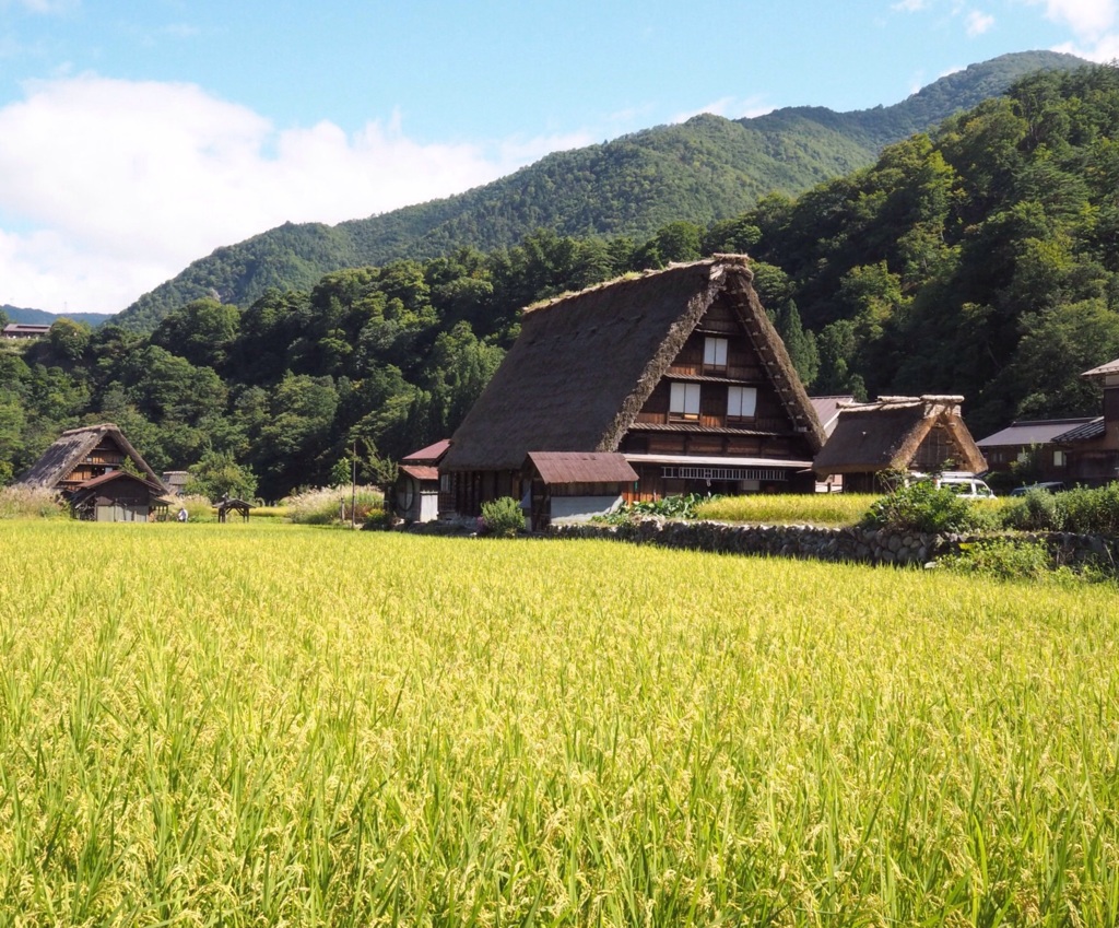 白川郷と稲穂