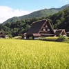 白川郷と稲穂