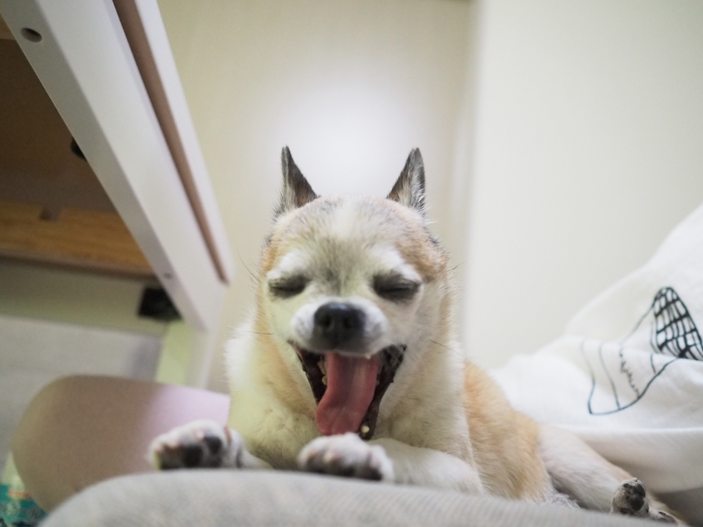 これでもチワワです