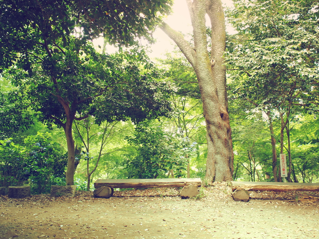 幸せを呼ぶベンチ